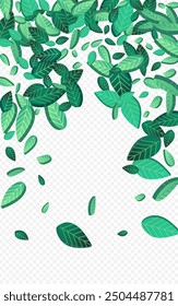 Olive Leaf Ecology Vector Transparent Background Brochure. Motion Foliage Poster. Grassy Greens Wind Border. Leaves Swirl Template.