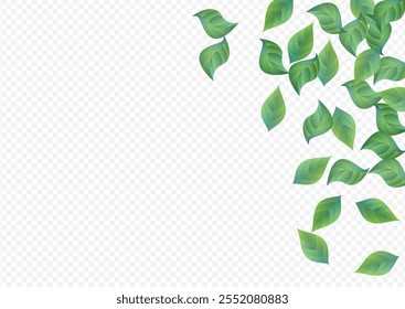 Olive Leaf Ecology Vector Transparent Background Banner. Realistic Leaves Concept. Mint Greenery Tea Plant. Foliage Blur Pattern.