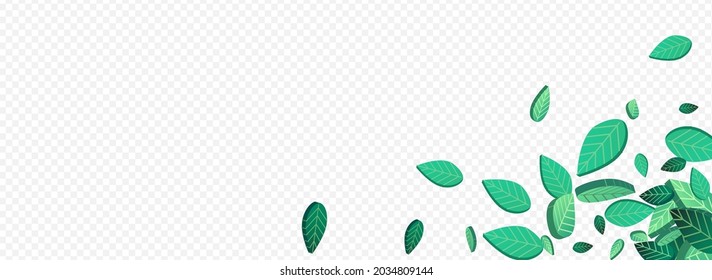 Olive Leaf Falling Vector Panoramic Transparent Background Border. Organic Foliage Backdrop. Lime Greens Ecology Poster. Leaves Fly Pattern.