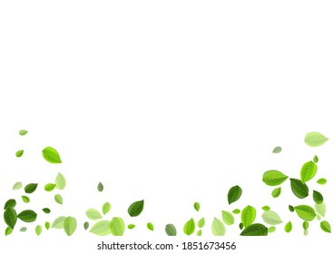 Olive Leaf Falling Vector Plant. Motion Greens Poster. Forest Foliage Ecology Branch. Leaves Tree Brochure.