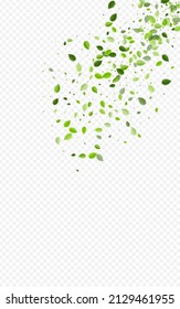 Olive Leaf Falling Vector Transparent Background. Abstract Foliage Plant. Green Leaves Fresh Template. Greens Spring Backdrop.