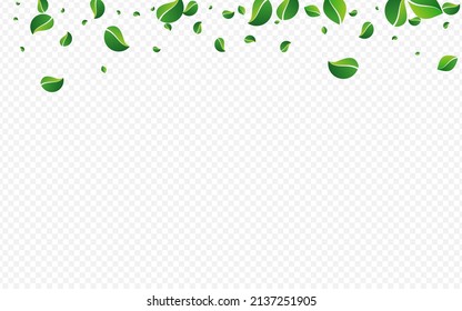Olive Leaf Falling Vector Transparent Background. Realistic Foliage Brochure. Lime Leaves Ecology Poster. Greens Fresh Branch.