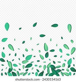Olive Leaf Falling Vector Transparent Background Poster. Organic Greens Wallpaper. Green Leaves Herbal Backdrop. Foliage Spring Illustration.