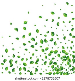 Olive Leaf Fly Vector White Background. Blur Foliage Banner. Swamp Greens Falling Brochure. Leaves Abstract Poster.