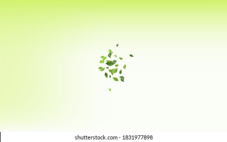 Olive Leaf Flying Vector Green Background Illustration. Herbal Greenery Pattern. Forest Leaves Forest Design. Foliage Organic Backdrop.