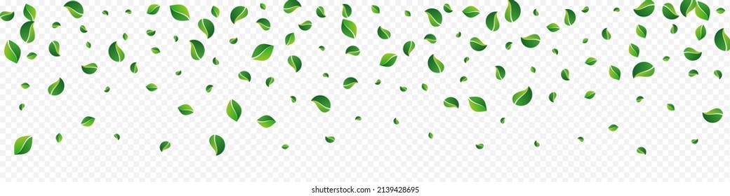Olive Leaf Flying Vector Panoramic Transparent Background. Tree Foliage Poster. Forest Greens Wind Wallpaper. Leaves Organic Plant.