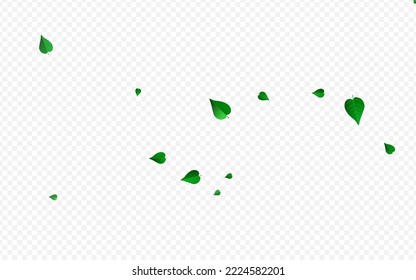 Olive Leaf Flying Vector Transparent Background Banner. Fresh Foliage Branch. Lime Leaves Motion Brochure. Greens Spring Plant.