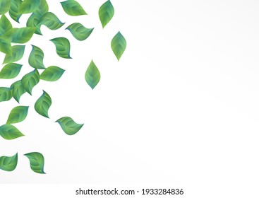 Olive Leaf Flying Vector White Background Banner. Ecology Leaves Border. Lime Foliage Blur Design. Greenery Organic Branch.