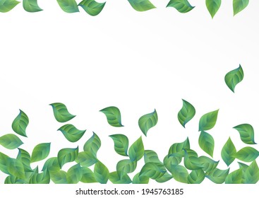 Olive Leaf Flying Vector White Background Brochure. Fresh Leaves Border. Mint Greenery Tree Banner. Foliage Organic Design.