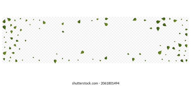 Olive Leaf Forest Vector Panoramic Transparent Background Concept. Falling Leaves Template. Lime Greens Tree Illustration. Foliage Fly Backdrop.