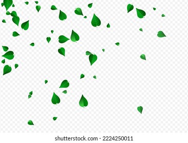 Olive Leaf Forest Vector Transparent Background Design. Swirl Foliage Banner. Lime Leaves Spring Border. Greens Herbal Template.