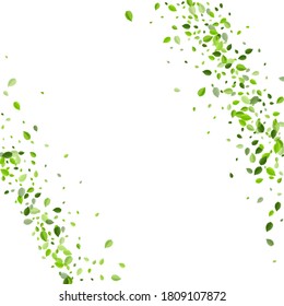 Olive Leaf Fresh Vector Brochure. Realistic Greens Pattern. Green Leaves Tea Design. Foliage Herbal Wallpaper.