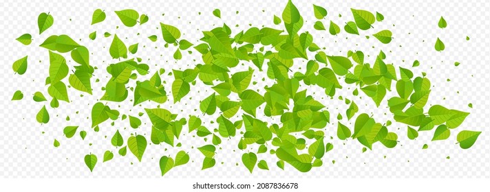 Olive Leaf Fresh Vector Panoramic Transparent Background Pattern. Blur Leaves Design. Grassy Greens Tree Branch. Foliage Forest Plant.