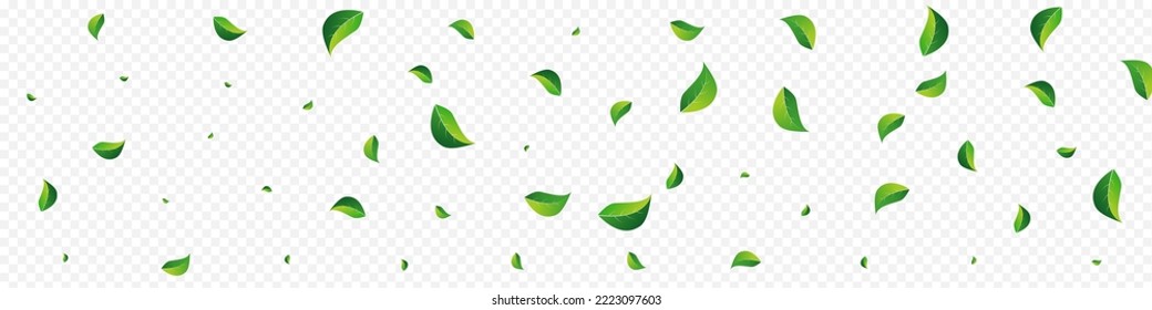 Olive Leaf Fresh Vector Panoramic Transparent Background. Forest Leaves Brochure. Green Foliage Realistic Poster. Greens Motion Border.