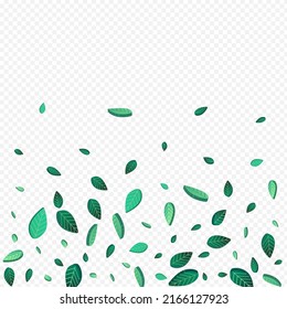 Olive Leaf Fresh Vector Transparent Background Poster. Swirl Foliage Illustration. Swamp Greens Organic Banner. Leaves Falling Brochure.
