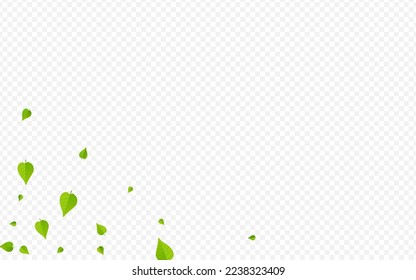 Olive Leaf Fresh Vector Transparent Background Poster. Realistic Foliage Brochure. Lime Leaves Blur Wallpaper. Greens Swirl Branch.