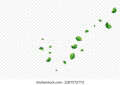 Olivenblättriger, frischer, Vektortransparenter Hintergrund. Transparentes Blattkonzept. Waldgrüner Kräuterabzweig. Bleibt eine Illustration des Windes.