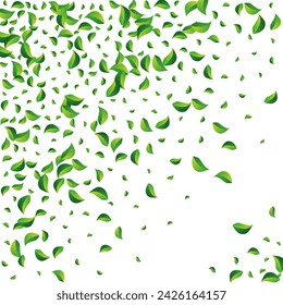 Olive Leaf Fresh Vector White Background. Ecology Leaves Backdrop. Grassy Greens Flying Design. Foliage Tea Poster.