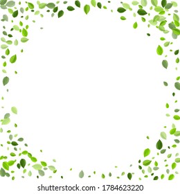 Olive Leaf Herbal Vector Plant. Nature Leaves Border. Forest Greens Fly Wallpaper. Foliage Spring Illustration.
