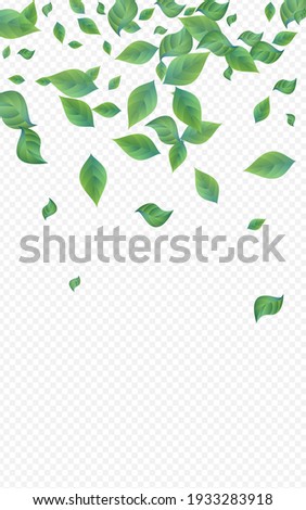 Olive Leaf Herbal Vector Transparent Background Branch. Organic Greenery Design. Green Foliage Fresh Wallpaper. Leaves Tea Plant.