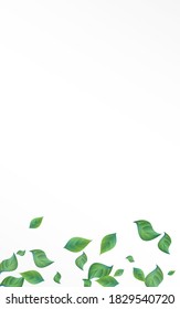 Olive Leaf Herbal Vector White Background Pattern. Motion Greenery Template. Grassy Foliage Realistic Concept. Leaves Fly Poster.