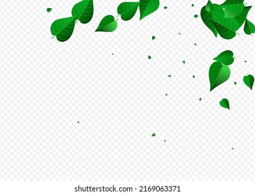 Olive Leaf Motion Vector Transparent Background Poster. Abstract Foliage Plant. Green Leaves Forest Banner. Greens Realistic Wallpaper.