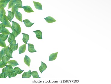 Olive Leaf Motion Vector White Background Pattern. Organic Leaves Banner. Grassy Greenery Wind Design. Foliage Abstract Wallpaper.