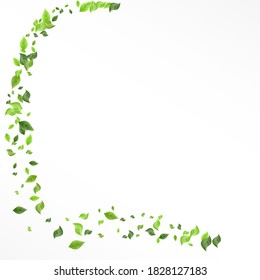 Olive Leaf Nature Vector White Background Brochure. Realistic Greenery Wallpaper. Grassy Leaves Tea Concept. Foliage Fly Pattern.