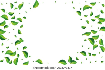 Olive Leaf Nature Vector White Background. Organic Greens Poster. Forest Foliage Fly Border. Leaves Motion Plant.