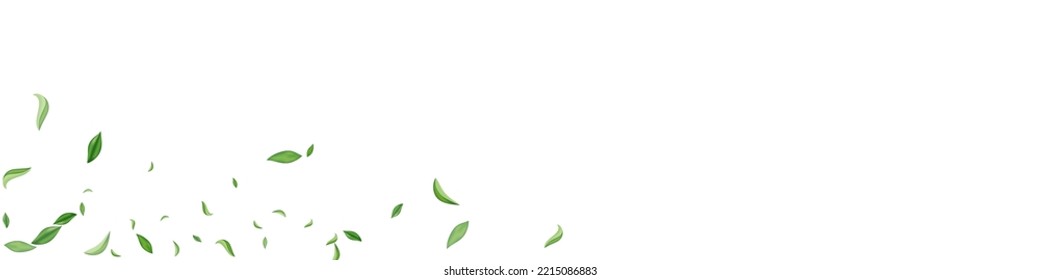 Olive Leaf Nature Vector White Panoramic Background Pattern. Flying Leaves Banner. Lime Foliage Fly Template. Greens Organic Poster.