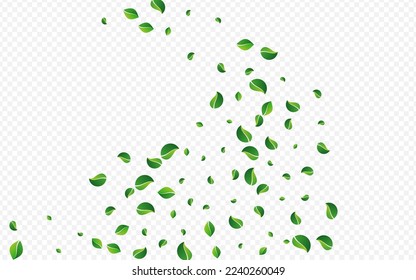 Olive Leaf Organic Vector Transparent Background. Blur Leaves Illustration. Lime Greens Realistic Poster. Foliage Wind Design.
