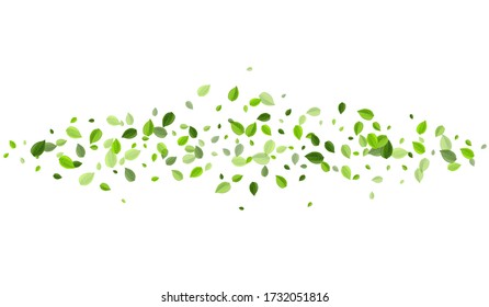 Olive Leaf Organic Vector Wallpaper. Falling Greens Plant. Swamp Leaves Blur Backdrop. Foliage Ecology Brochure.