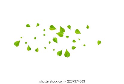 Olive Leaf Organic Vector White Background Backdrop. Swirl Greens Wallpaper. Green Foliage Herbal Brochure. Leaves Motion Plant.