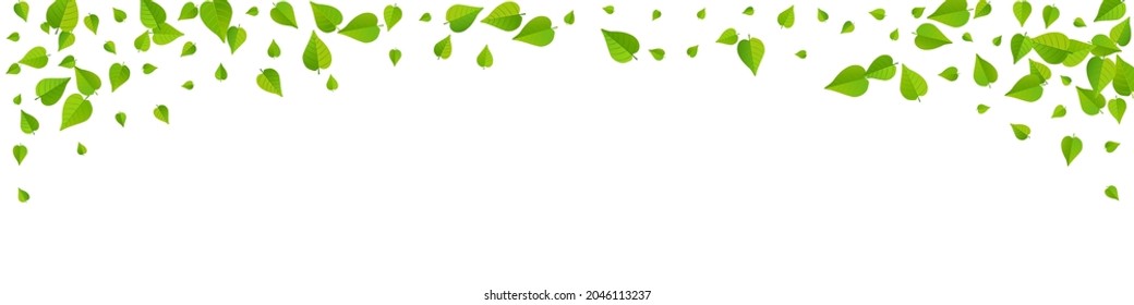 Olive Leaf Realistic Vector Panoramic White Background Illustration. Falling Foliage Concept. Forest Greens Fresh Branch. Leaves Tree Backdrop.