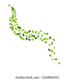 Cartel del vector de manantial de hojas de oliva. Fondo Forestal Verde. Papel tapiz del Viento de Foliage Forestal. Deja el diseño orgánico.