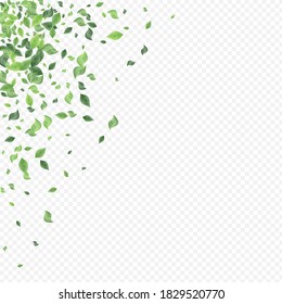 Olive Leaf Spring Vector Transparent Background Illustration. Wind Leaves Banner. Swamp Greenery Flying Brochure. Foliage Tea Border.