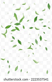 Olive Leaf Swirl Vector Transparent Background Branch. Tea Leaves Backdrop. Lime Greens Motion Plant. Foliage Realistic Wallpaper.