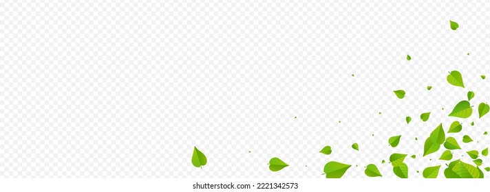Olive Leaf Tea Vector Panoramic Transparent Background Illustration. Falling Foliage Plant. Green Leaves Tree Pattern. Greens Swirl Branch.