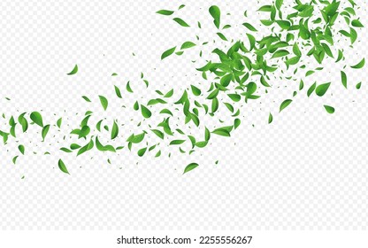 Olive Leaf Tea Vector Transparent Background Design. Flying Greens Poster. Forest Leaves Tree Wallpaper. Foliage Transparent Branch.