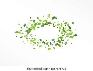 Olive Leaf Tea Vector White Background Banner. Realistic Foliage Pattern. Grassy Leaves Organic Poster. Greenery Fresh Plant.