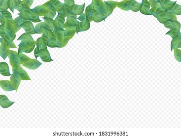 Olive Leaf Tree Vector Transparent Background Banner. Herbal Greenery Illustration. Grassy Foliage Nature Design. Leaves Swirl Poster.