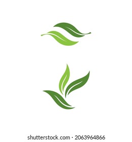Plantilla de diseño de ilustración de vector de hoja de Olive