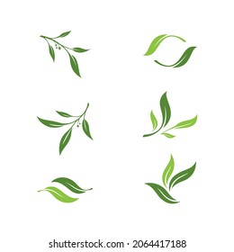 Olive leaf vector illustration design template