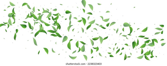Olive Leaf Wind Vector Panoramic White Background Concept. Swirl Greens Poster. Green Leaves Fresh Brochure. Foliage Abstract Wallpaper.
