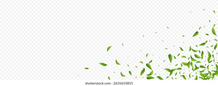Olive Leaf Wind Vector Panoramic Transparent Background Border. Transparent Leaves Plant. Green Greens Fly Concept. Foliage Nature Backdrop.