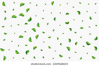 Olive Leaf Wind Vector Transparent Background. Flying Leaves Backdrop. Grassy Greens Herbal Illustration. Foliage Ecology Border.