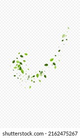 Olive Leaves Blur Vector Transparent Background. Abstract Leaf Brochure. Forest Foliage Wind Plant. Greens Forest Template.