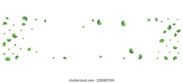 Olive Leaves Ecology Vector Panoramic White Background. Organic Leaf Backdrop. Grassy Greens Transparent Pattern. Foliage Fly Banner.