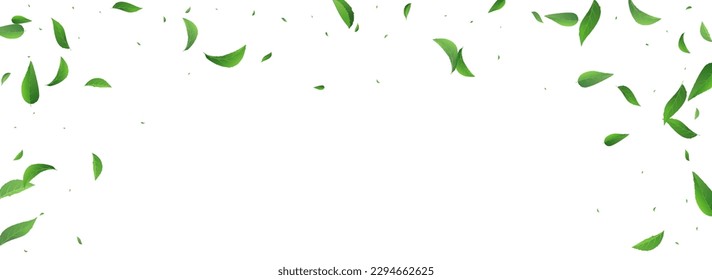 Olive Leaves Ecology Vector Panoramic White Background Illustration. Abstract Greens Concept. Swamp Leaf Realistic Design. Foliage Falling Banner.