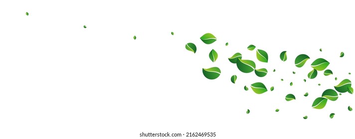 Olive Leaves Fly Vector Panoramic White Background. Falling Leaf Concept. Green Foliage Herbal Pattern. Greens Tree Wallpaper.